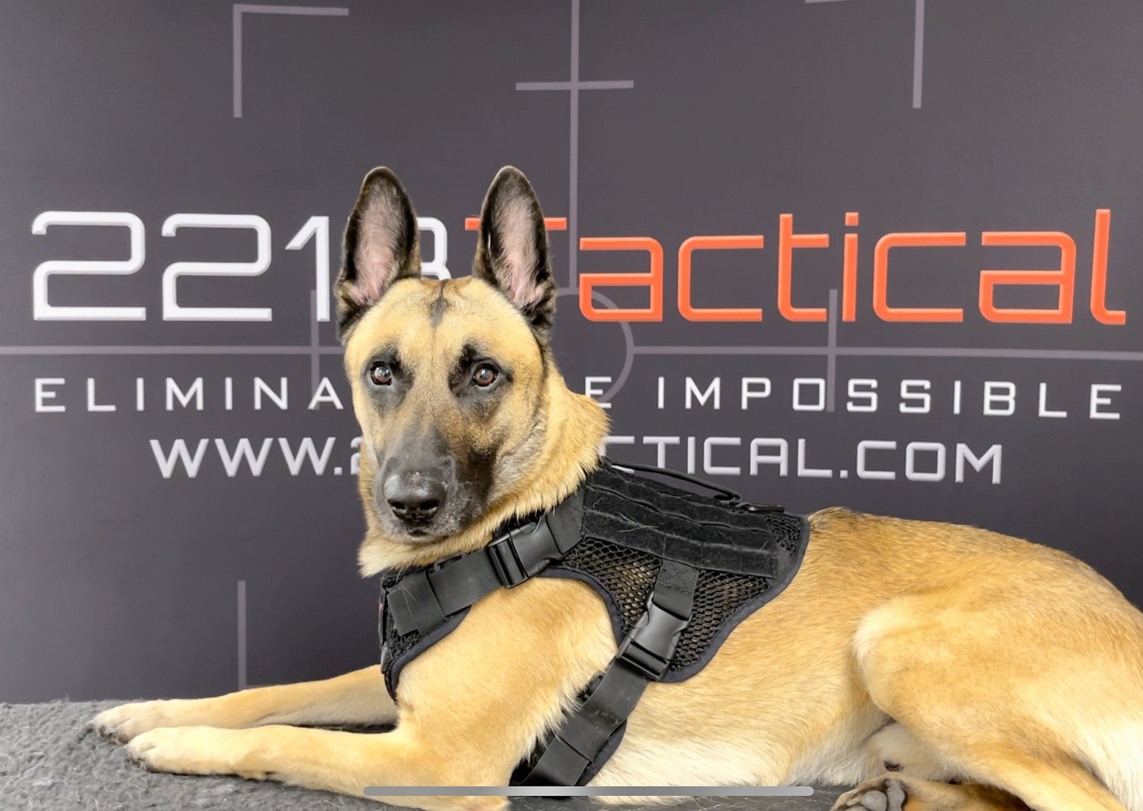 How To Put On A Dog Harness - Measure, Put On and Adjust 2021