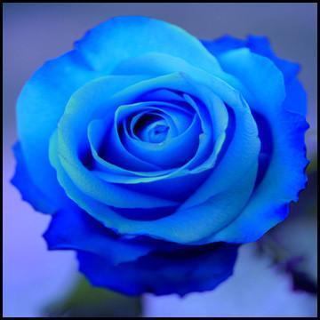 What did you get your Hero in Blue for Valentine's Day last year??